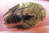 Cetonia aurata