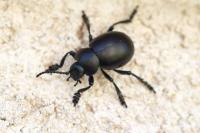 Timarcha tenebricosa