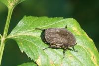 Netocia morio
