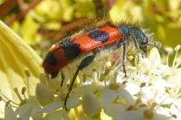 Trichodes alvearius