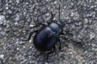 Timarcha goettingensis