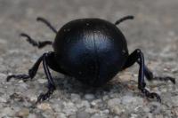 Timarcha goettingensis