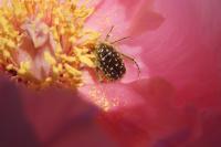 Oxythyrea funesta