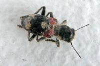 Clerus mutillarius