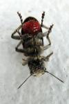 Clerus mutillarius