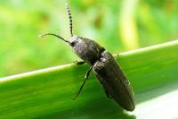 Cidnopus pilosus