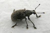 Liophloeus tessulatus