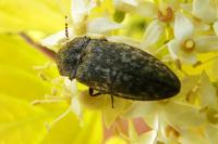 Agrypnus murinus