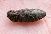 Agrypnus murinus