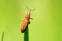 Lixus ochraceus