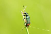 Malachius bipustulatus
