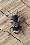 Clerus mutillarius