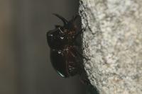 Copris lunaris