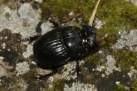 Copris lunaris