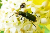 Malachius bipustulatus