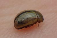 Gonioctena olivacea