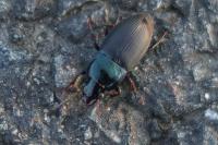 Harpalus dimidiatus