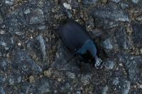 Harpalus dimidiatus