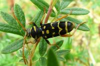 Plagionotus arcuatus