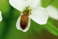 Byturus ochraceus