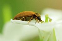 Byturus ochraceus