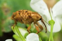 Curculio