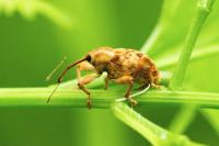 Curculio