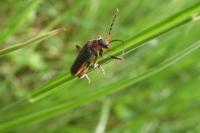 Cantharis rustica