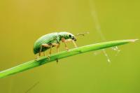 Polydrusus impressifrons