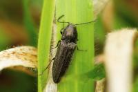 Cidnopus pilosus