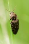 Agrypnus murinus