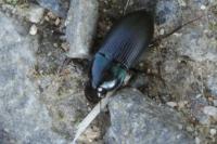 Harpalus dimidiatus