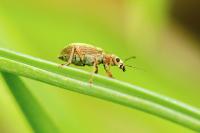 Pachyrhinus lethierryi