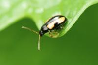 Phyllotreta ochripes