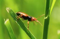 Diachromus germanus