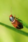 Diachromus germanus