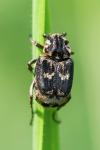 Valgus hemipterus