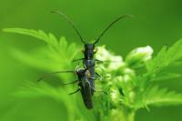 Phytoecia cylindrica
