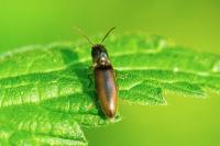 Agriotes acuminatus