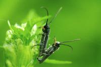 Phytoecia cylindrica