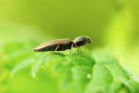 Agriotes acuminatus