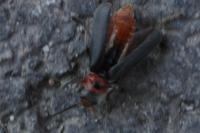 Cantharis rustica