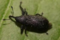 Magdalis memnonia