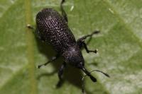 Magdalis memnonia