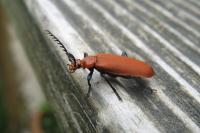 Pyrochroa serraticornis