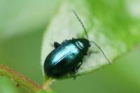 Altica