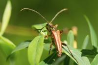 Stenocorus meridianus