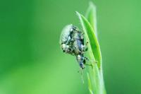 Phyllobius betulinus
