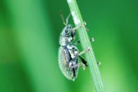 Phyllobius betulinus