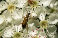 Grammoptera ustulata